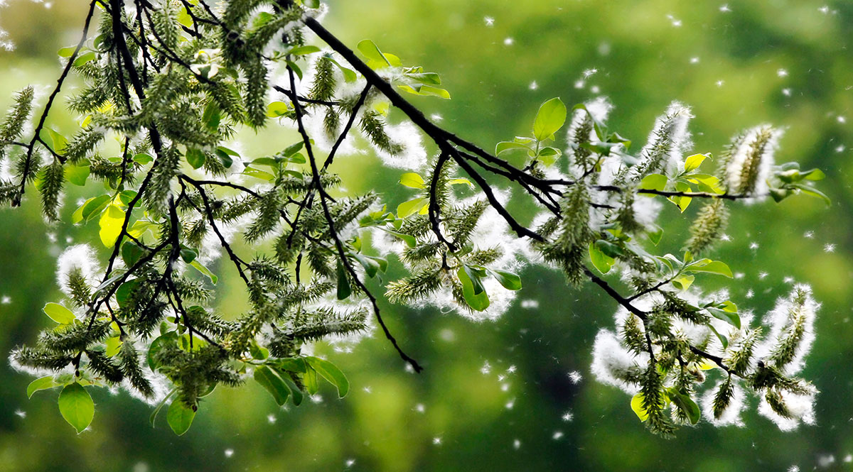 Pollenflug durch bestimmte Bäume, Blüten und Gräser können dem Menschen zu schaffen machen.